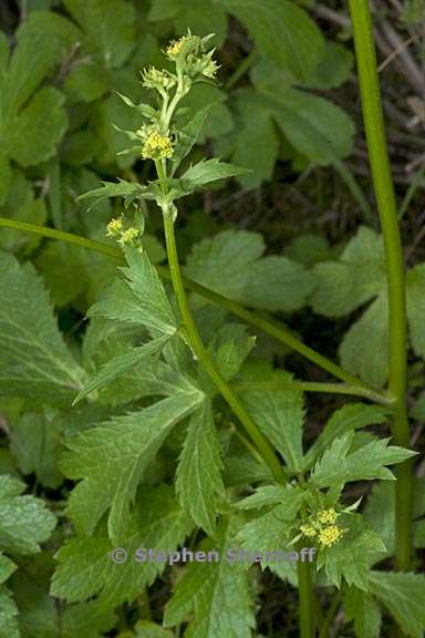 sanicula crassicaulis 2 graphic